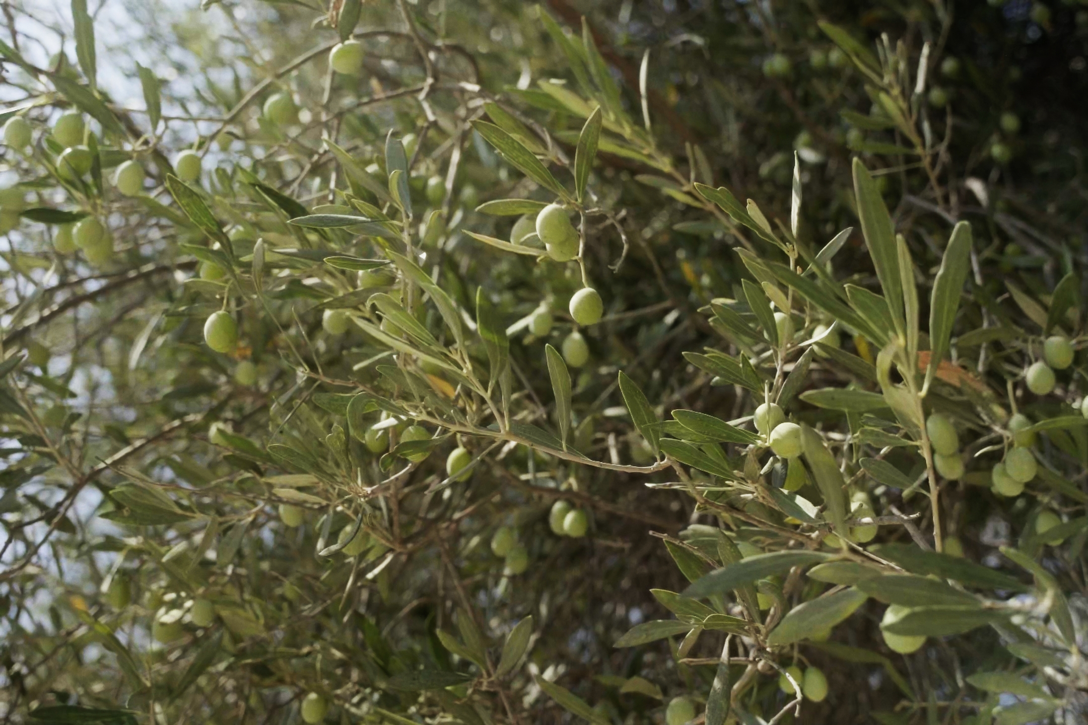 Still 2024-09-16 144542_1.6.1